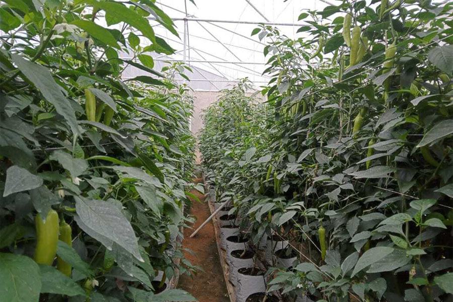 Agriculture